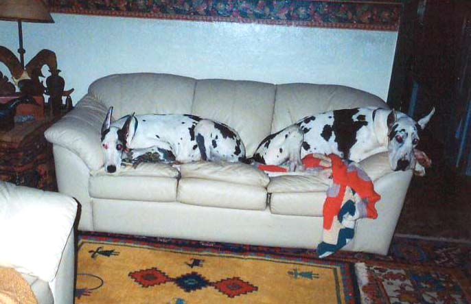 Chev and Gotcha