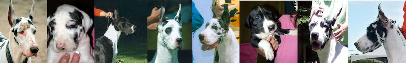 Dane thumbnail pictures